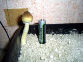 Imagem 0138.jpg