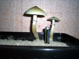 Imagem 0139.jpg