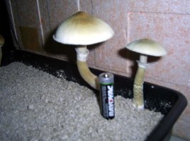 Imagem 0140.jpg