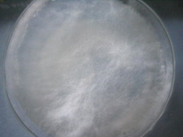 agar com cremogema 004.jpg