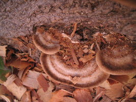 parque central 089.jpg