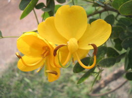 parque central 010.jpg