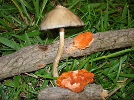 DSC04974.JPG