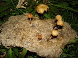 DSC04986.JPG