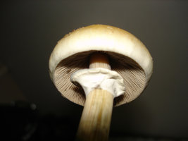 mush mush 013.jpg