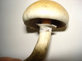 mush mush 016.jpg