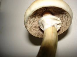 mush mush 017.jpg