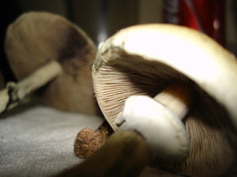mush mush 019.jpg
