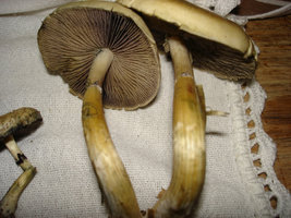 mush mush 026.jpg