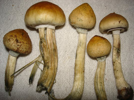 mush mush 027.jpg