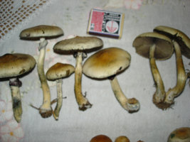 mush mush 029.jpg