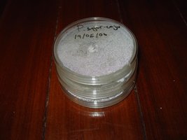 Pleurotus.JPG