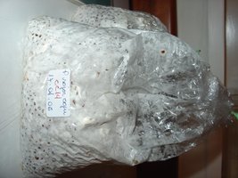 Pleurotus1.JPG