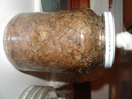 Pleurotus2.JPG