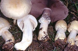 agaricus_arvensis.jpg