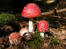 amanita_muscaria_moiry.jpg