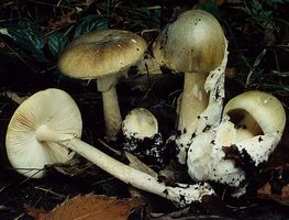 amanita_phalloides.jpg