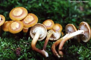 armillaria_mellea.jpg