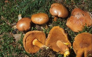 Boletus piperatus.jpg