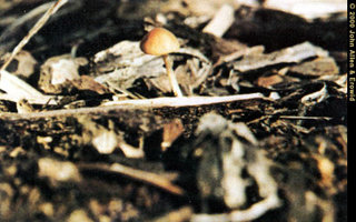 conocybe_cyanopus1.jpg
