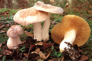 Entoloma lividum.jpg