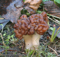 gyromitra_esculenta.jpg