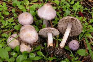 inocybe_geophylla_lilacina.jpg