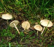 Marasmius oreades.JPG
