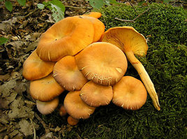 Omphalotus_illudens.jpg