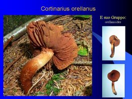 Cortinarius orellanus.jpg
