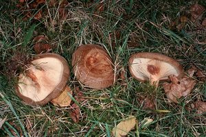 paxillus_involutus_gm1.jpg
