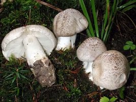 tricholoma_pardinum.jpg
