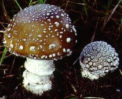 Amanita pantherina.jpg