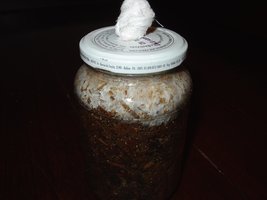 pleurotus4.JPG