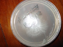pleurotus5.JPG