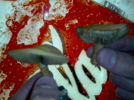 cogumelo 2.jpg