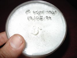 PleuroPlaca1.JPG
