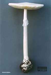 amanita_bisporigera.jpg