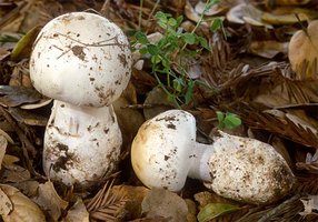 Amanita_ocreata.jpg