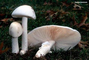 amanita_virosa_02.jpg