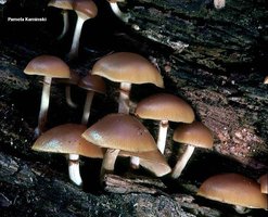 galerina_autumnalis.jpg