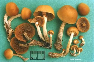 galerina_autumnalis_01.jpg