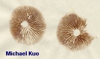 galerina_autumnalis_carimbo.jpg