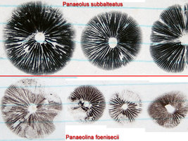 Panaeolus Vs.Panaeolina - Comparação dos carimbos.jpg