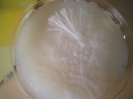 imagem 018.jpg