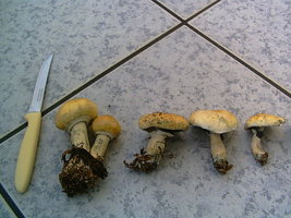 PICT0045.JPG