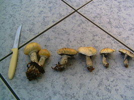 PICT0046.JPG
