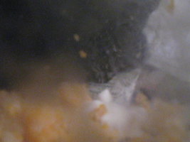 duvida pin 020.jpg