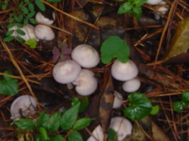 amanita1272.JPG