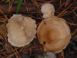amanita1273.JPG